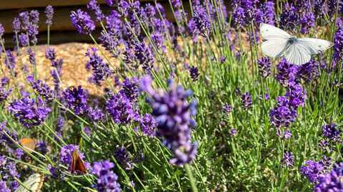 Schmetterlinge in einem Lavendelbusch