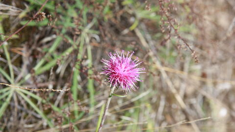 Eine lila blühende Sand-Silberscharte